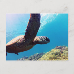 Hawaii Grönt Sea Turtle Vykort
