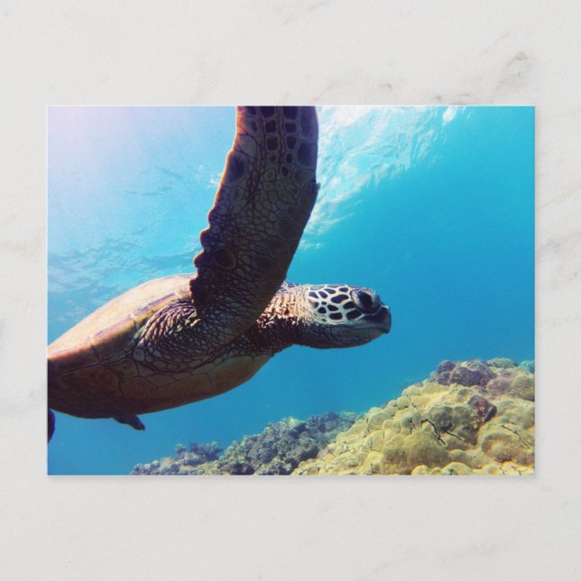 Hawaii Grönt Sea Turtle Vykort (Framsida)