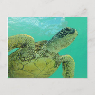 Hawaii Grönt Sea Turtle Vykort