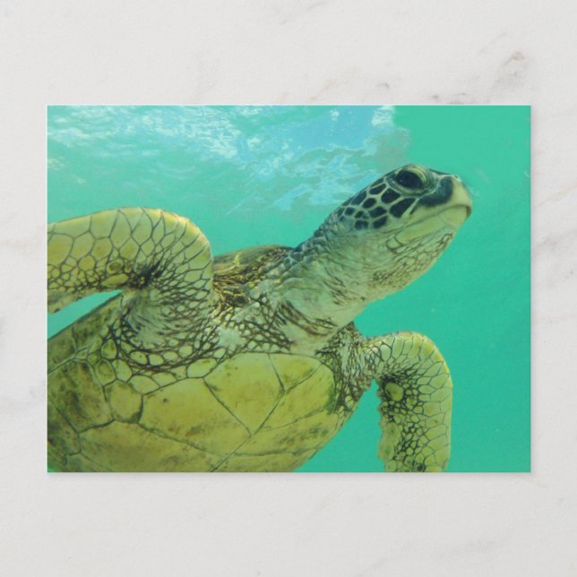 Hawaii Grönt Sea Turtle Vykort (Framsida)