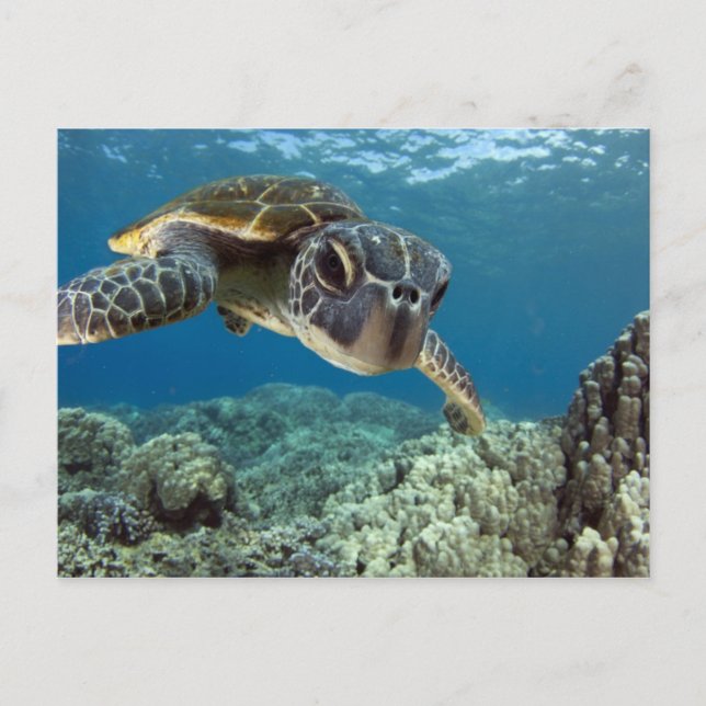 Hawaii Grönt Sea Turtle Vykort (Framsida)