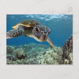 Hawaii Grönt Sea Turtle Vykort