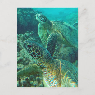 Hawaii Grönt Sea Turtles Vykort