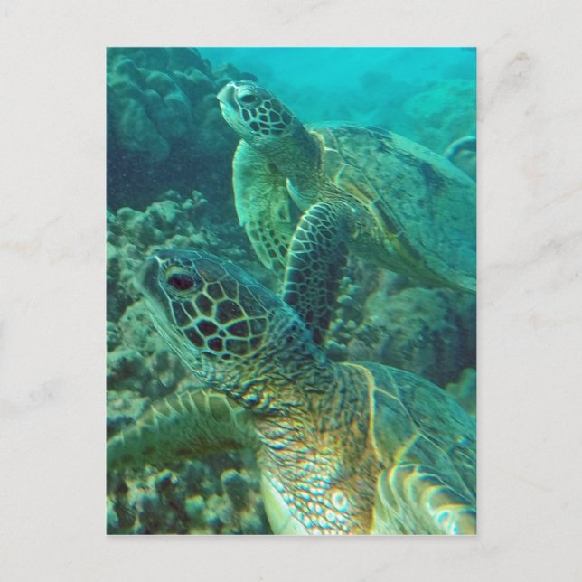 Hawaii Grönt Sea Turtles Vykort (Framsida)