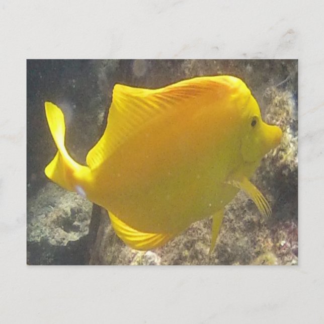 Hawaii Gult Tang Fish Vykort (Framsida)
