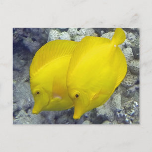 Hawaii Gult Tang Fish Vykort
