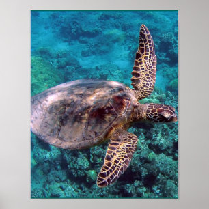 Hawaii havssköldpadda poster