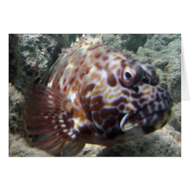 Hawaii Hawk Fish Hälsningskort (Framsidan Horizontal)