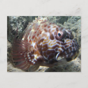 Hawaii Hawk Fish Vykort