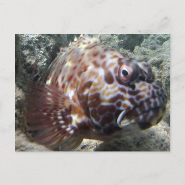Hawaii Hawk Fish Vykort (Framsida)