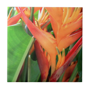 Hawaii Hibiscus, blommor, keramiskt plattor Kakelplatta