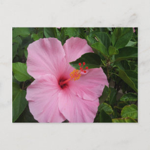 Hawaii Hibiscus Flower Vykort