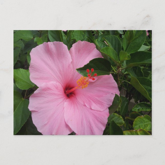 Hawaii Hibiscus Flower Vykort (Framsida)