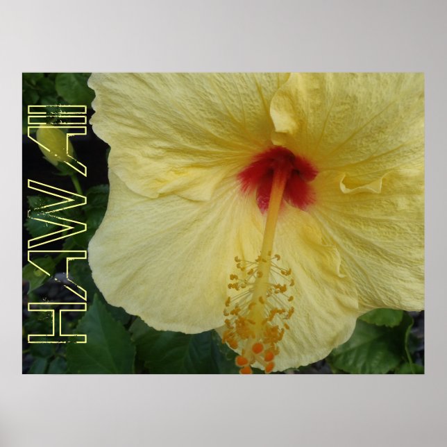 Hawaii hibiscus poster (Framsidan)