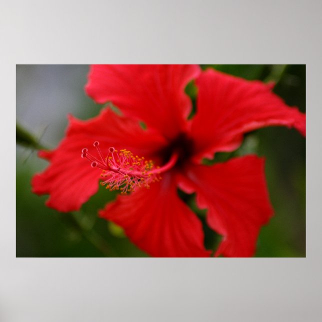 Hawaii Hibiscus Poster (Framsidan)