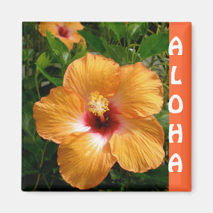 Hawaii hibiskus Aloha Magnet