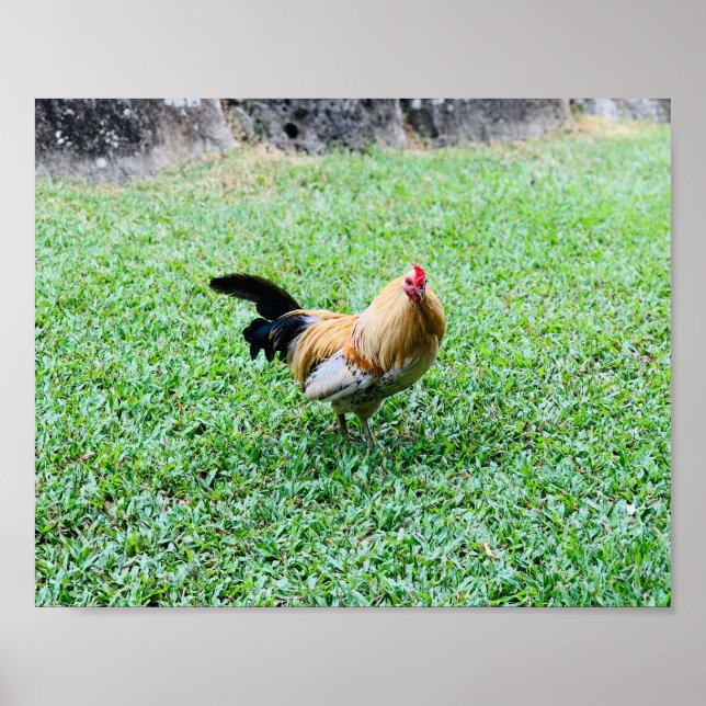 hawaii höna kyckling foto poster (Framsidan)