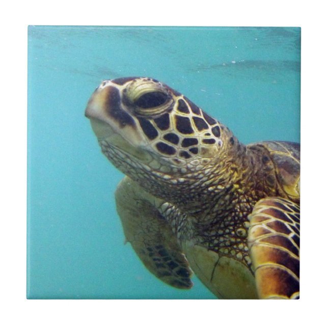 Hawaii Honu sköldpadda Kakelplatta (Framsidan)