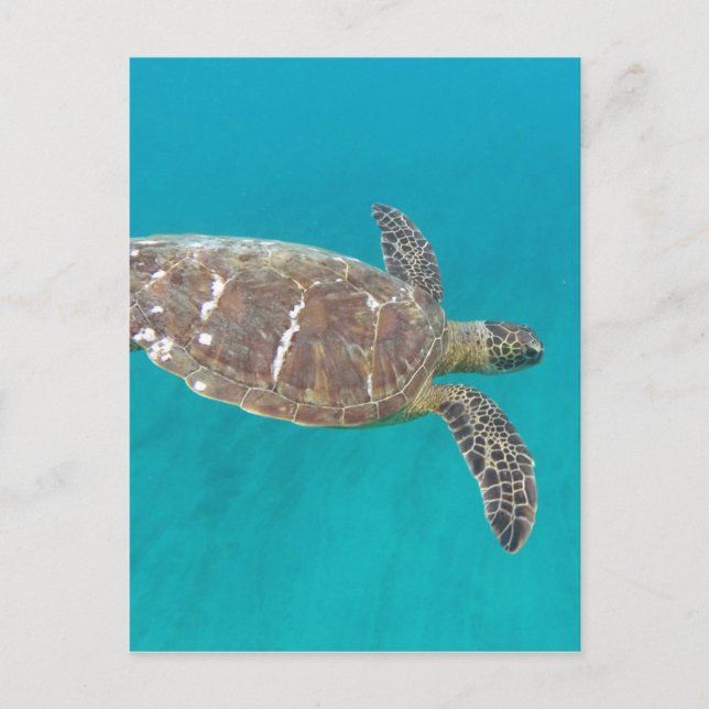 Hawaii Honu Sköldpadda Vykort (Framsida)
