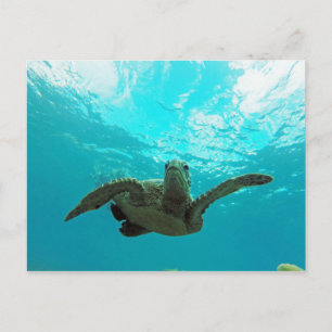 Hawaii Honu Turtle Vykort