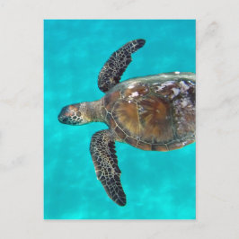 Hawaii Honu Turtle Vykort