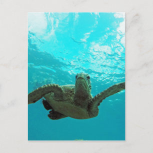 Hawaii Honu Turtle Vykort