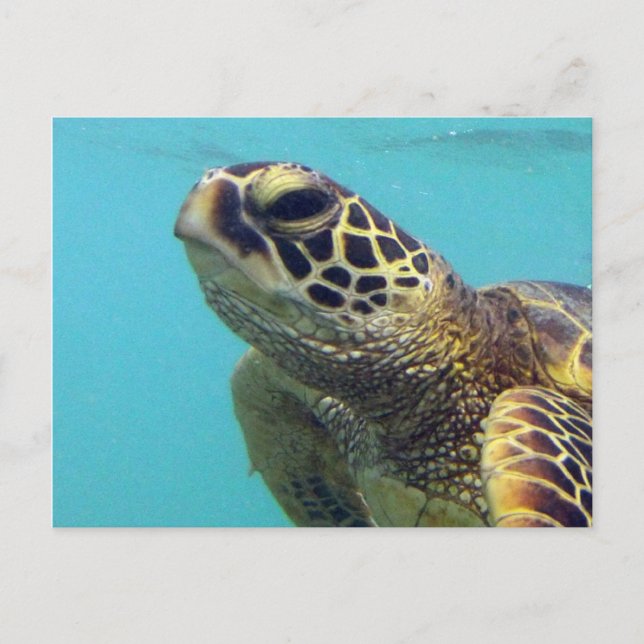 Hawaii Honu Turtle Vykort (Framsida)