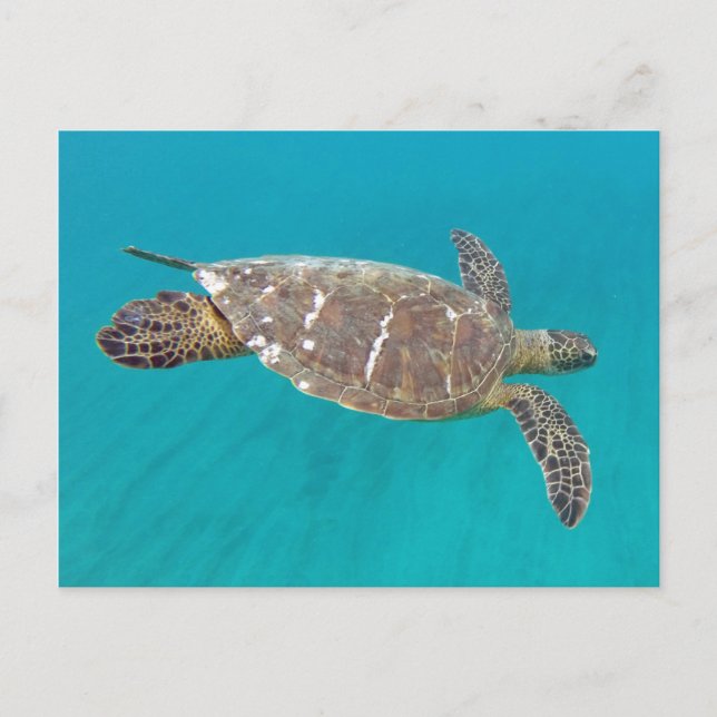 Hawaii Honu Turtle Vykort (Framsida)