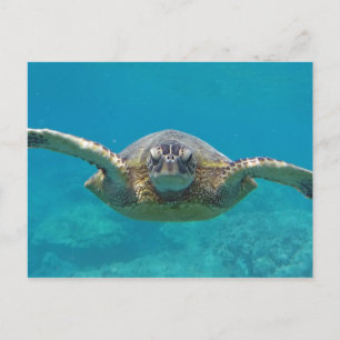 Hawaii Honu Vykort