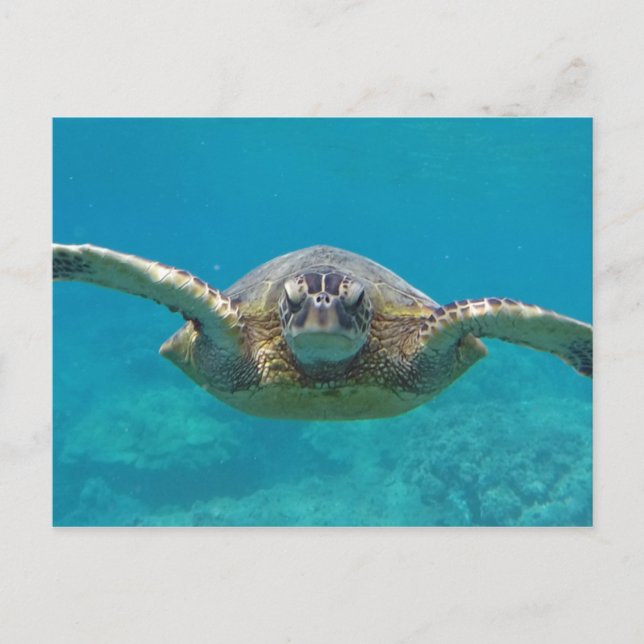 Hawaii Honu Vykort (Framsida)