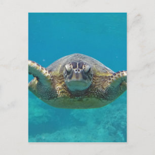 Hawaii Honu Vykort