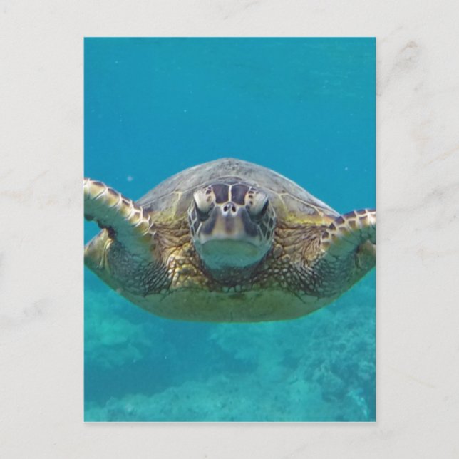 Hawaii Honu Vykort (Framsida)