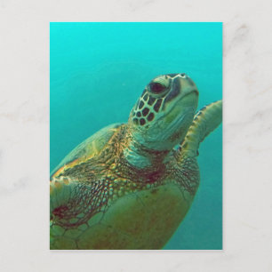 Hawaii Honu Vykort