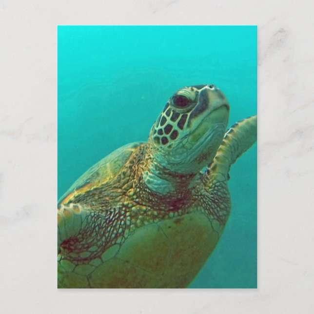 Hawaii Honu Vykort (Framsida)