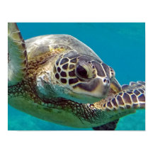 Hawaii Islands Sea Turtle