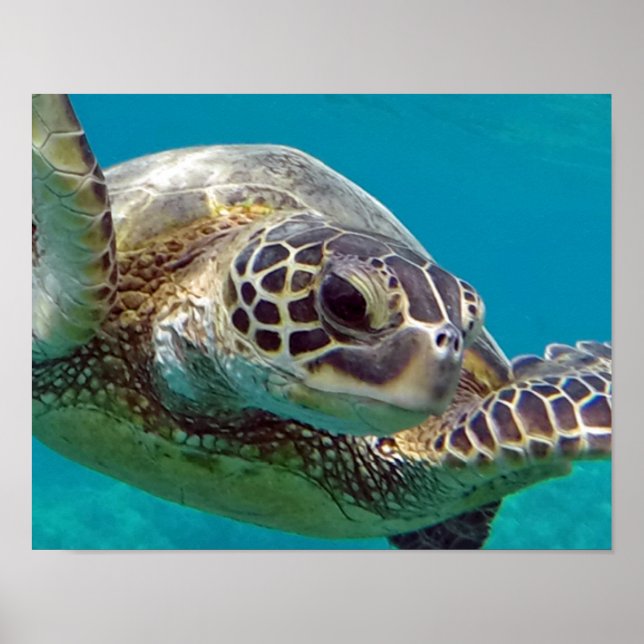 Hawaii Islands Sea Turtle Poster (Framsidan)