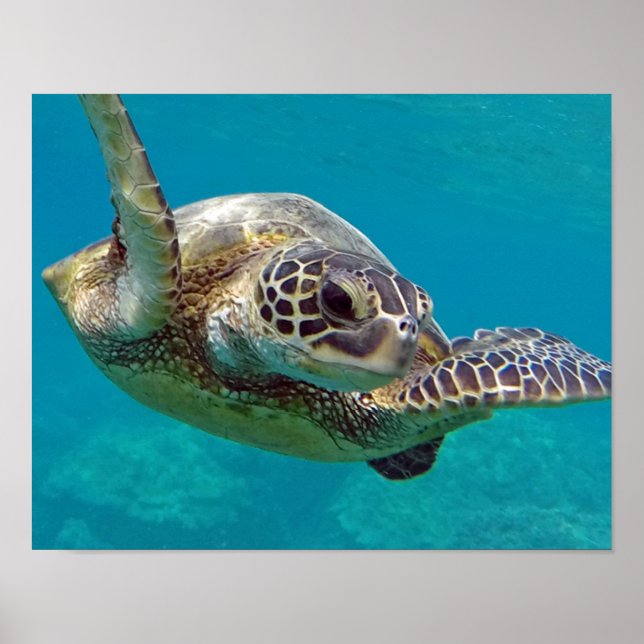 Hawaii Islands Sea Turtle Poster (Framsidan)