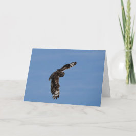 Hawaii Kort Eared Pueo Sowing