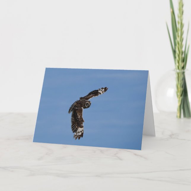 Hawaii Kort Eared Pueo Sowing (Framsida)