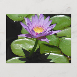 Hawaii Lotus Flower Vykort