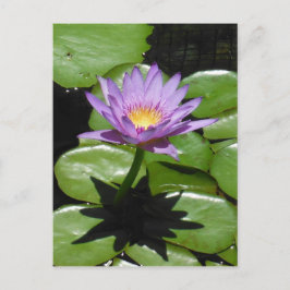 Hawaii Lotus Flower Vykort