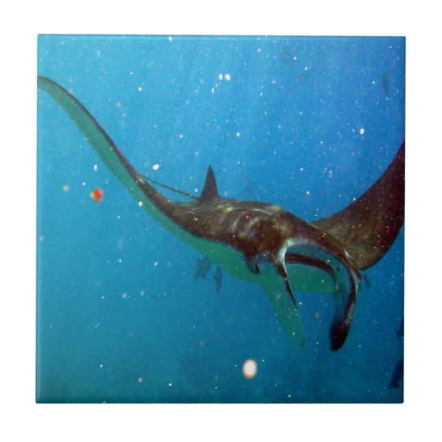 Hawaii Manta Ray Kakelplatta (Framsidan)