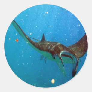 Hawaii Manta Ray Runt Klistermärke