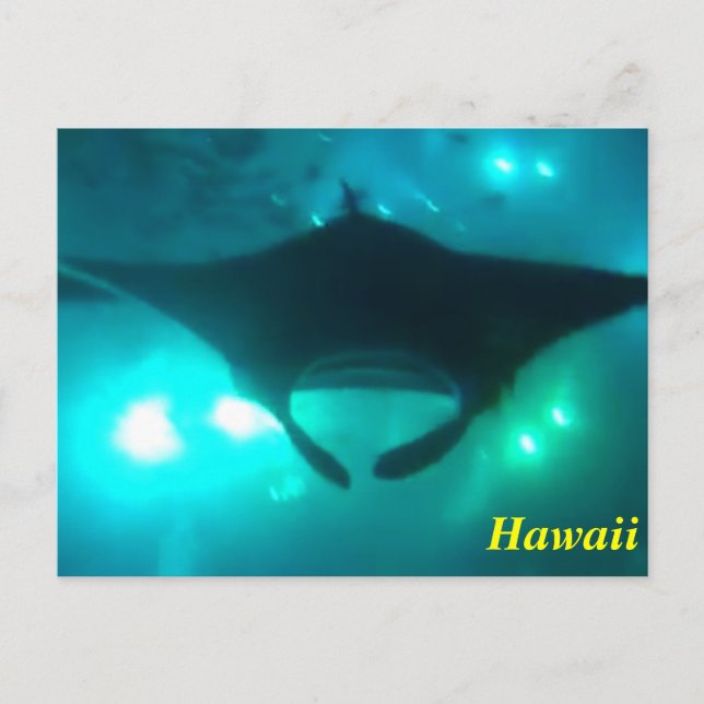Hawaii Manta Ray Vykort (Framsida)