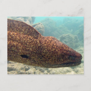 Hawaii Moray Eel Vykort