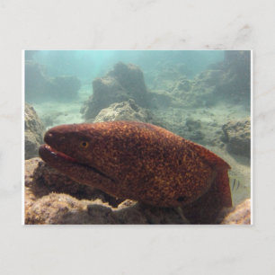 Hawaii Moray Eel Vykort