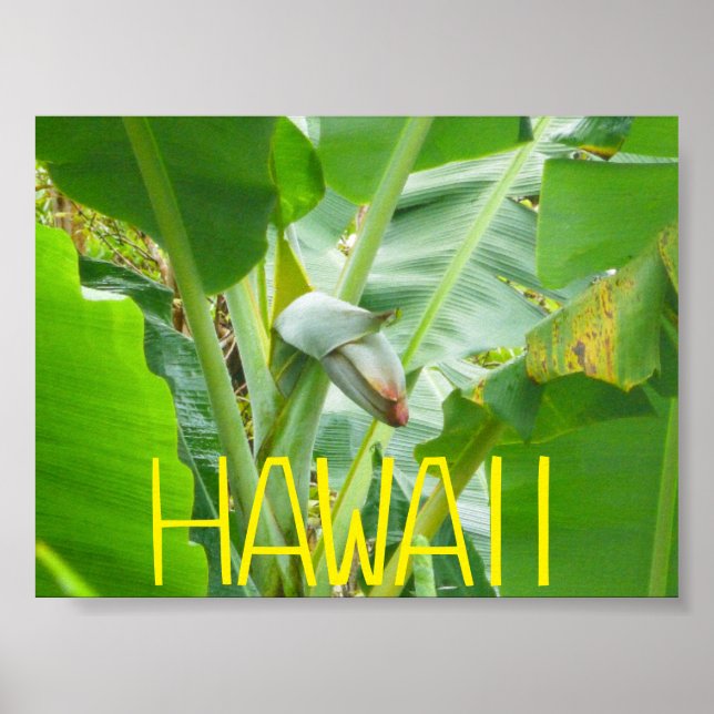HAWAII NATURE POSTER (Framsidan)