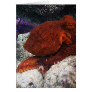Hawaii Octopus Hälsningskort