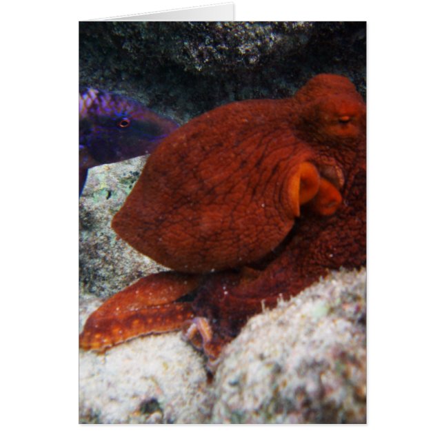 Hawaii Octopus Hälsningskort (Framsidan)