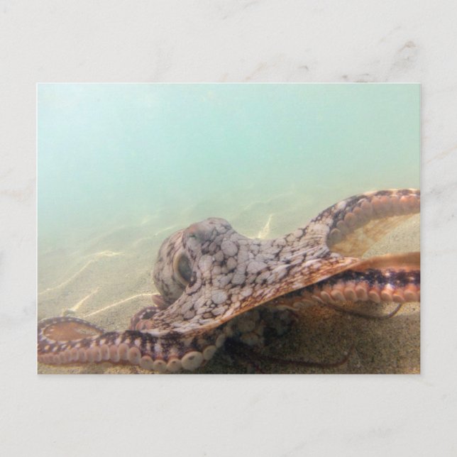 Hawaii Octopus Vykort (Framsida)